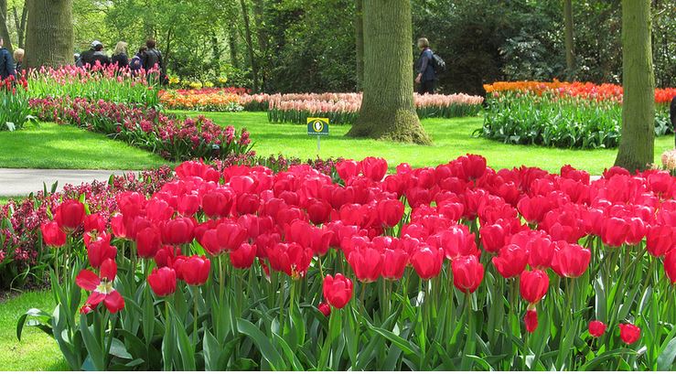 Keukenhof